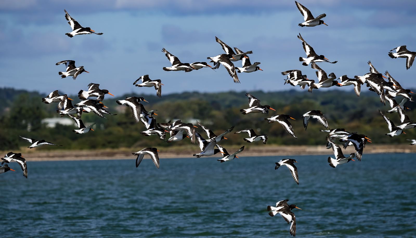 Oyster Catchers at Hayling Island